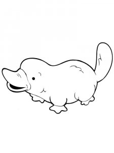 Platypus coloring page - picture 21