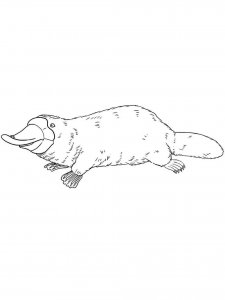 Platypus coloring page - picture 3