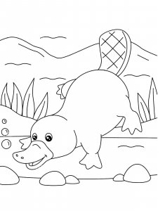 Platypus coloring page - picture 7