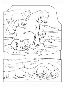 Polar Bear coloring page - picture 13