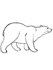 Polar Bear coloring page - picture 14