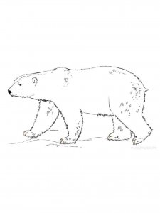 Polar Bear coloring page - picture 17