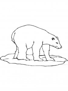 Polar Bear coloring page - picture 19