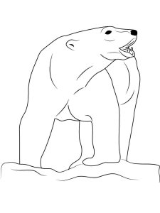 Polar Bear coloring page - picture 2