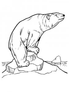 Polar Bear coloring page - picture 22