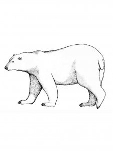 Polar Bear coloring page - picture 23
