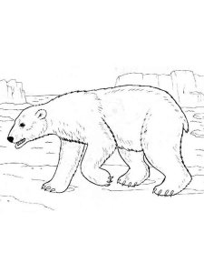 Polar Bear coloring page - picture 24