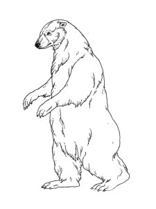 Polar Bear coloring page - picture 3