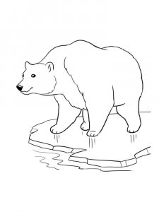 Polar Bear coloring page - picture 9
