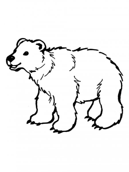 Polar Bear coloring pages