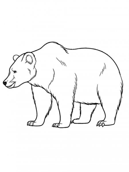 Polar Bear coloring pages