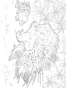 Porcupine coloring page - picture 1