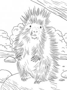 Porcupine coloring page - picture 10