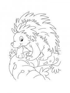 Porcupine coloring page - picture 11