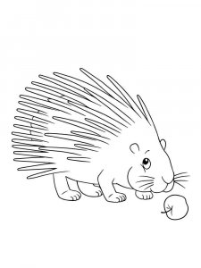 Porcupine coloring page - picture 2