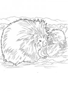 Porcupine coloring page - picture 3