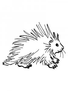 Porcupine coloring page - picture 4