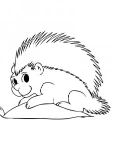 Porcupine coloring page - picture 9