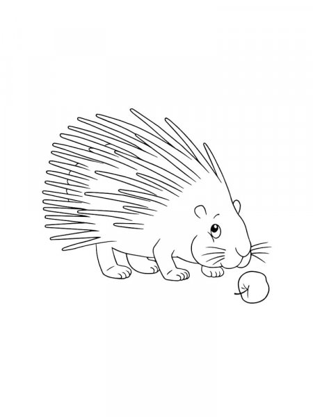 Porcupine coloring pages