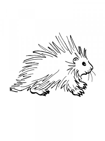 Porcupine coloring pages