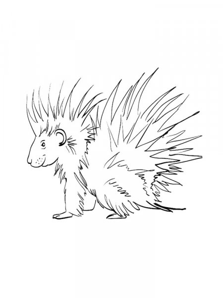 Porcupine coloring pages