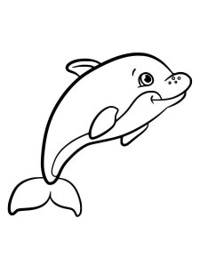 Porpoise coloring page - picture 2