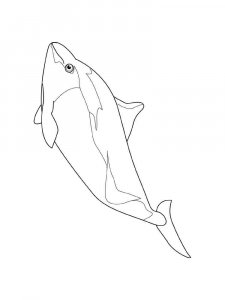 Porpoise coloring page - picture 3