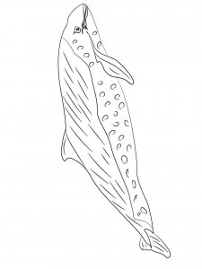 Porpoise coloring page - picture 5