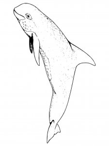 Porpoise coloring page - picture 9