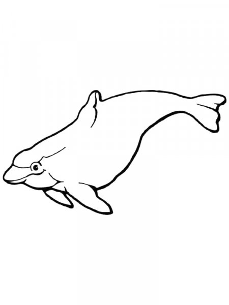 Porpoise coloring pages