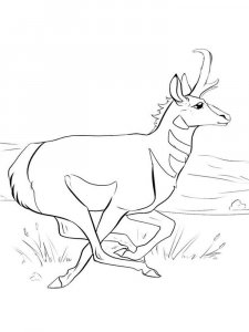 Pronghorn coloring page - picture 1