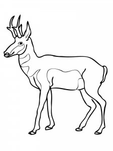 Pronghorn coloring page - picture 10