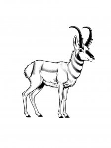 Pronghorn Coloring Pages 14