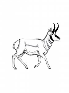 Pronghorn Coloring Pages 15