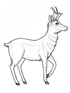 Pronghorn coloring page - picture 2