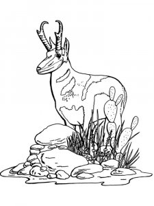 Pronghorn coloring page - picture 3