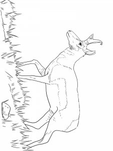Pronghorn coloring page - picture 5