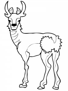 Pronghorn coloring page - picture 6