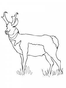 Pronghorn coloring page - picture 7