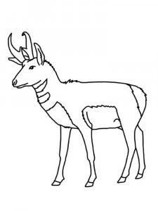 Pronghorn coloring page - picture 8