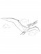 Pterodactyl coloring pages