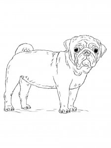 Pug coloring page - picture 10