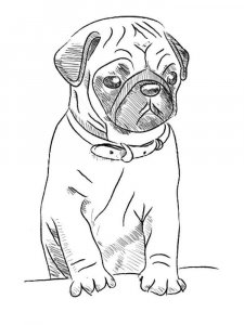 Pug coloring page - picture 11