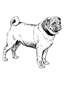 Pug coloring page - picture 13