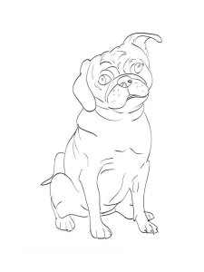 Pug coloring page - picture 14