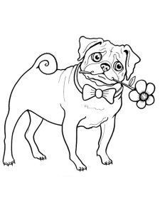 Pug coloring page - picture 17