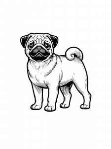 Pug Coloring Pages 19