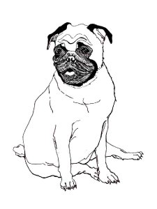 Pug coloring page - picture 8