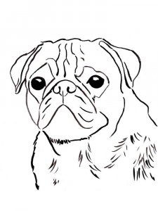 Pug coloring page - picture 9