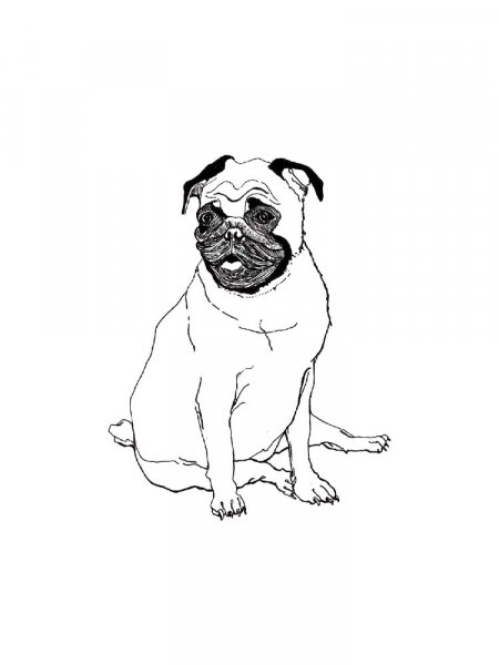 Pug coloring pages